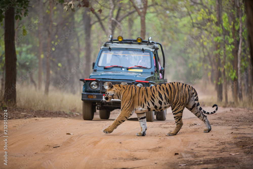 adobestock 232051224 preview